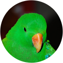 Steve Riddle profile picture